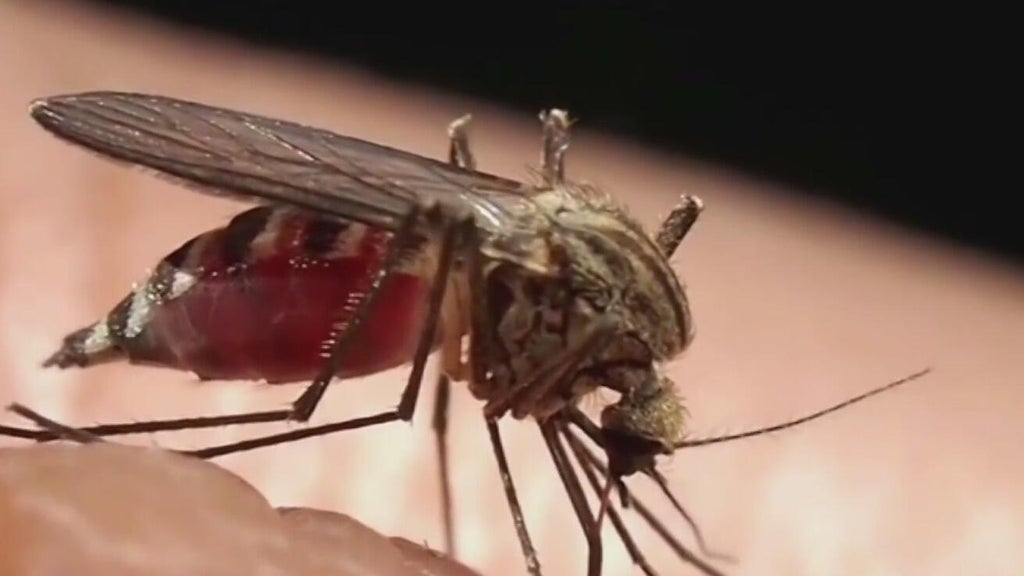 Miami-Dade begins annual campaign attempting to keep mosquitoes in check — CBS Miami, Boca Raton Community news