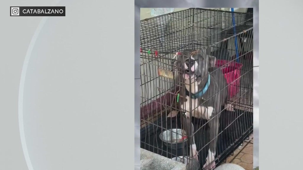 Miami-Dade Animal Services issues new warning after viral dog neglect posts — CBS Miami, Boca Raton Community news
