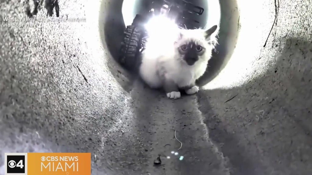 "R2-D2" robot rescues kitten trapped in Utah drain pipe — CBS Miami, Boca Raton Community news