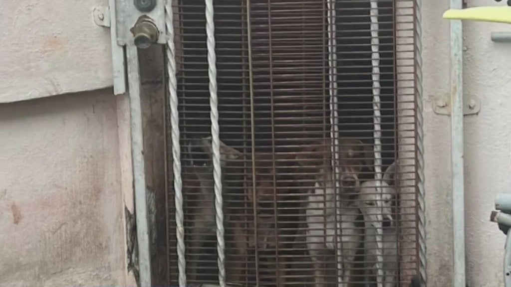 Miami Beach man arrested after 19 dogs, elderly woman found living in deplorable conditions, police say — Boca Raton Real Estate news