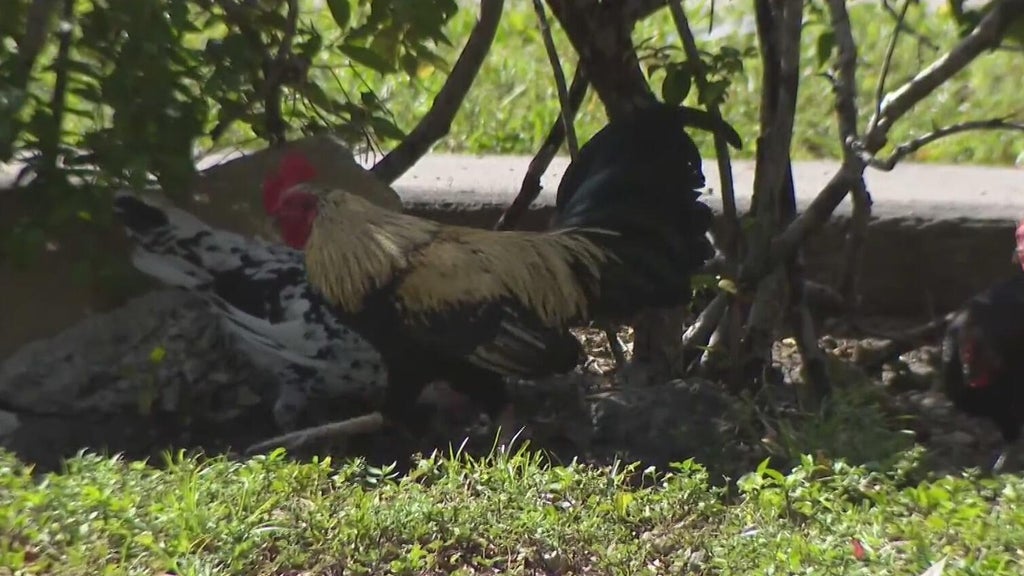 Hialeah doctor alarmed, calling for investigation after dead chickens found outside medical office building — Boca Raton Real Estate news