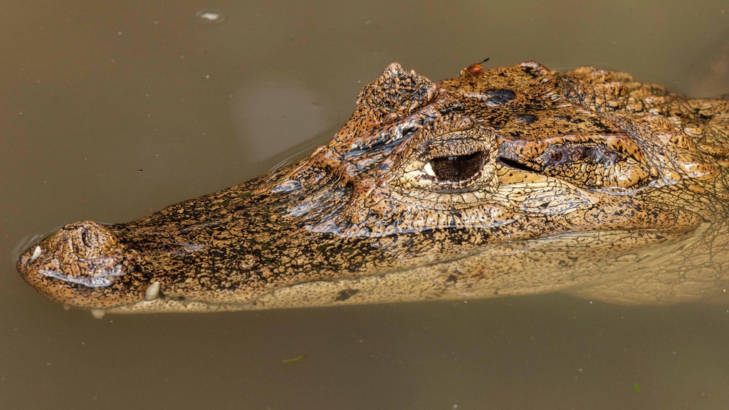 It's not an alligator or a crocodile. But this invasive predator is moving into their territory in South Florida — CBS Miami, Boca Raton Technology news