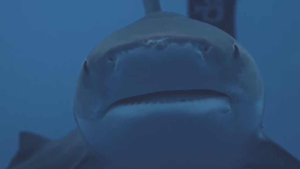 South Florida shark diving operators push back against Florida Safe Seas Act: "There's a huge double standard here" — CBS Miami, Boca Raton Sports news