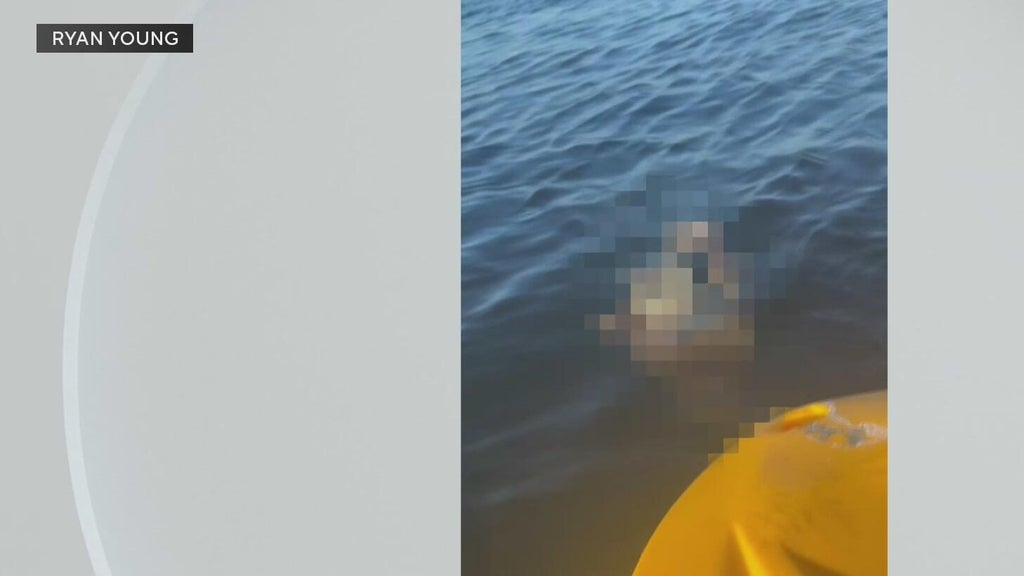Police investigate after a dog was found underwater tied to cinder blocks in Miami — CBS Miami, Boca Raton Government news