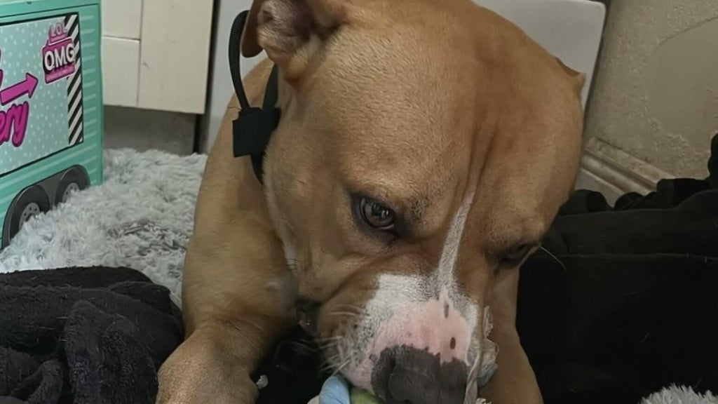 Teen girl remains hospitalized after dog attack in northwest Miami-Dade; owner surrenders pit bull — CBS Miami, Boca Raton Health news