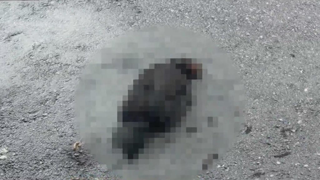 Hialeah doctor reports six dead chickens outside medical office building; cause is unknown — Boca Raton Health news
