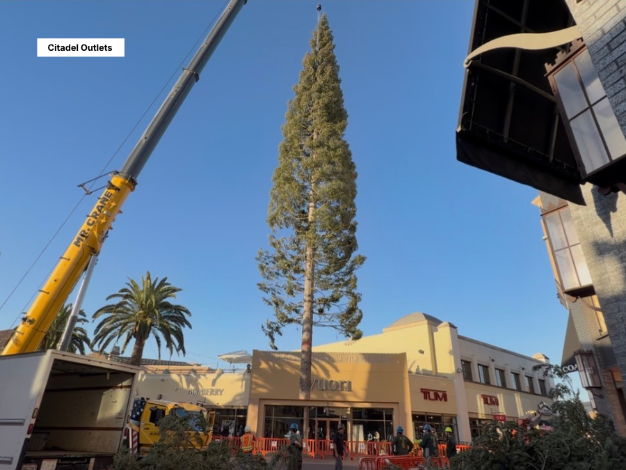 World’s tallest fresh-cut Christmas tree arrives at Southern California outlet mall — WPTV NBC West Palm Beach