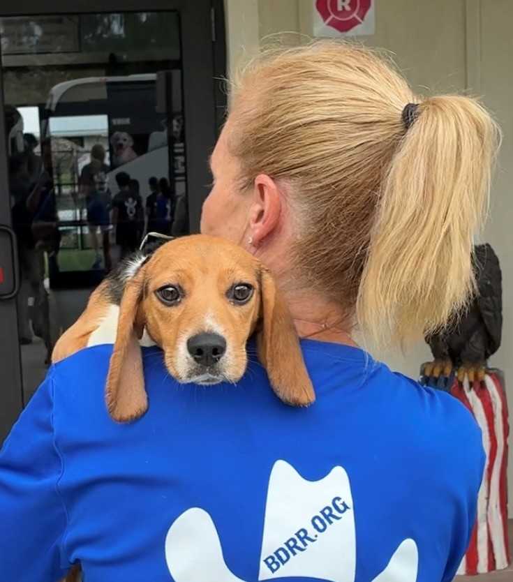  Latest group of beagles rescued from Wisconsin testing facility arrive in South Florida — WPBF West Palm Beach