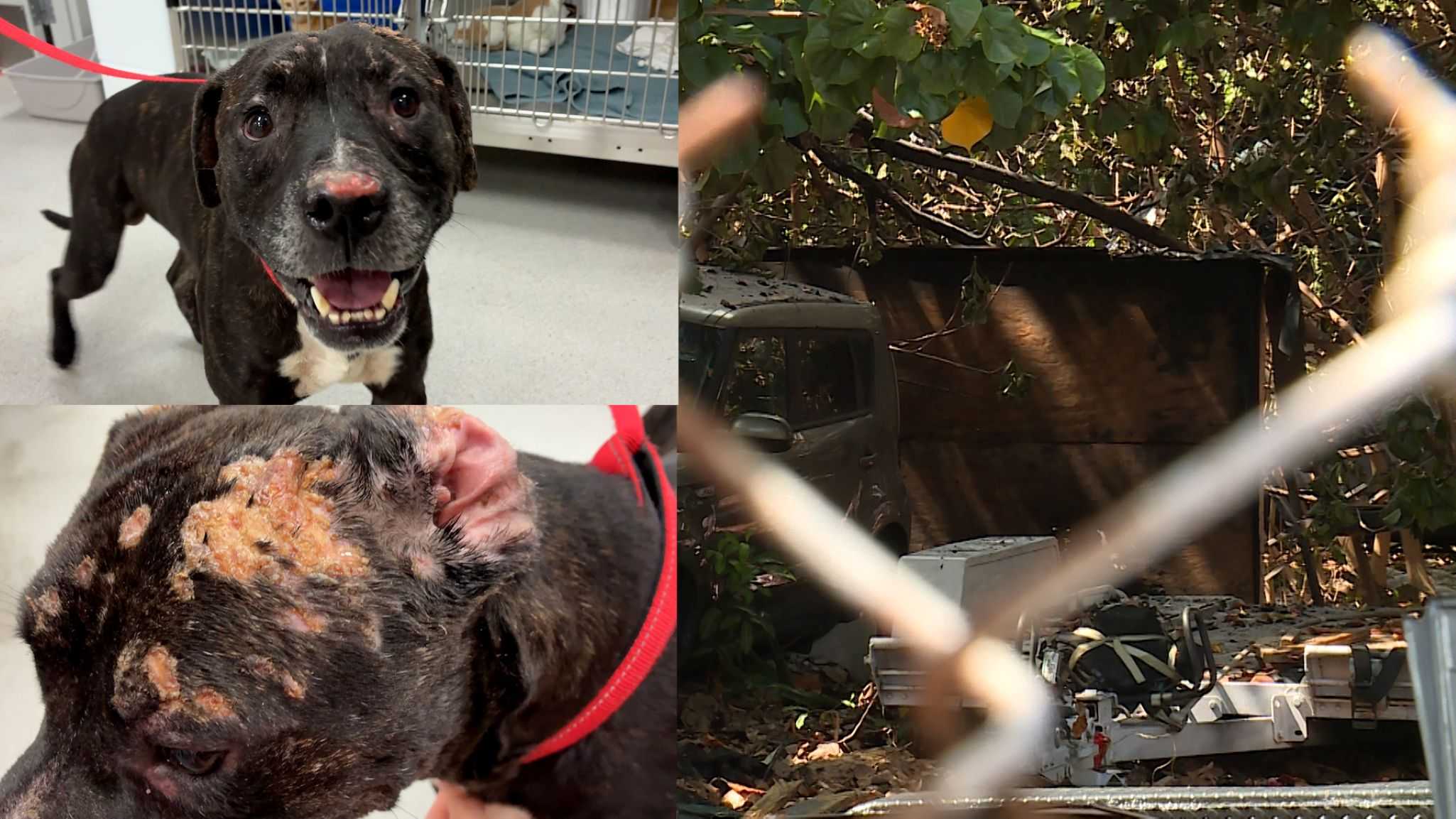 Meet Phoenix: The only survivor of a deadly West Palm Beach shed fire — WPBF West Palm Beach
