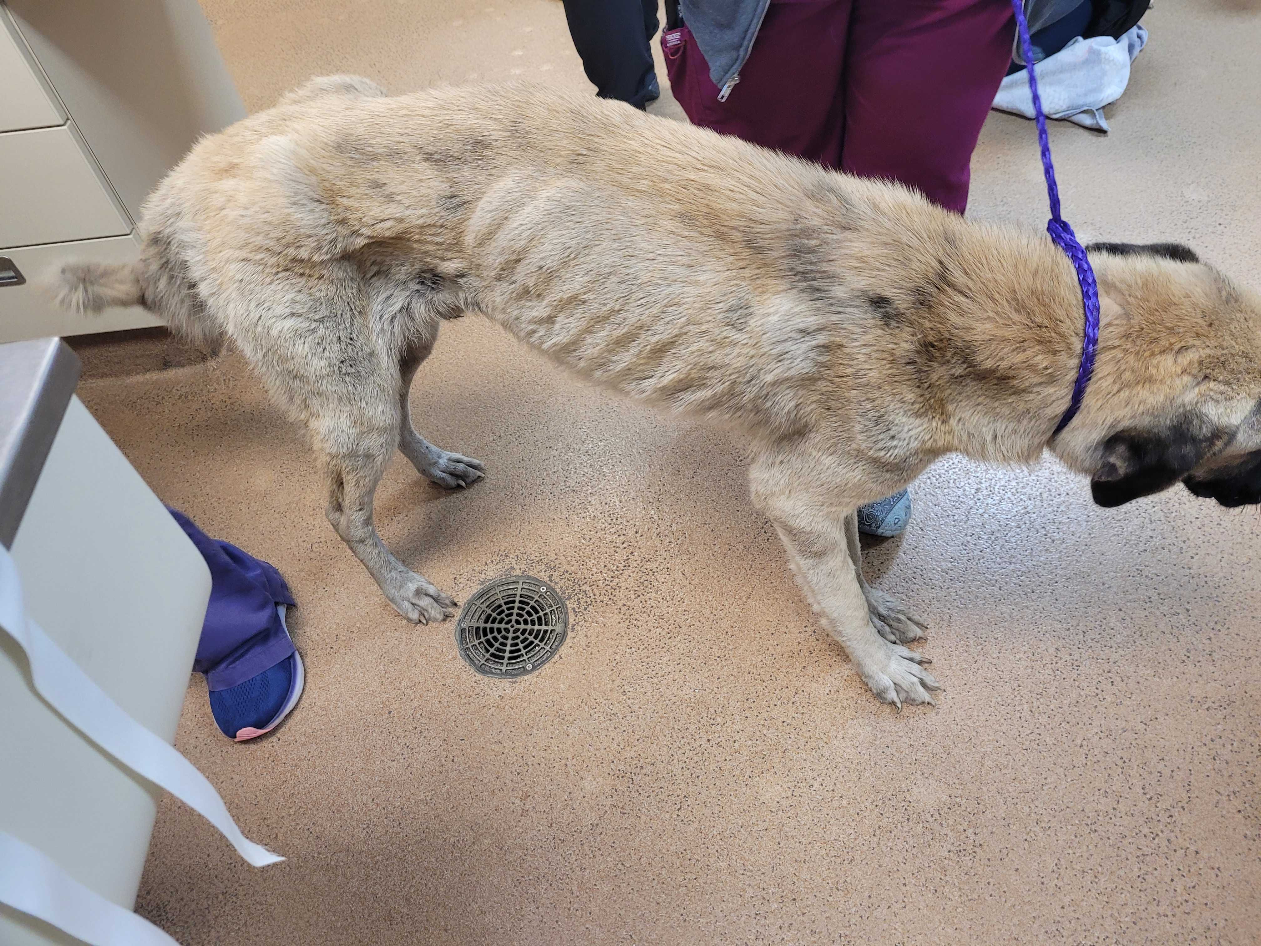 'Who is sick enough': Martin County man arrested after dead dog and neglected animals found on farm — WPBF West Palm Beach