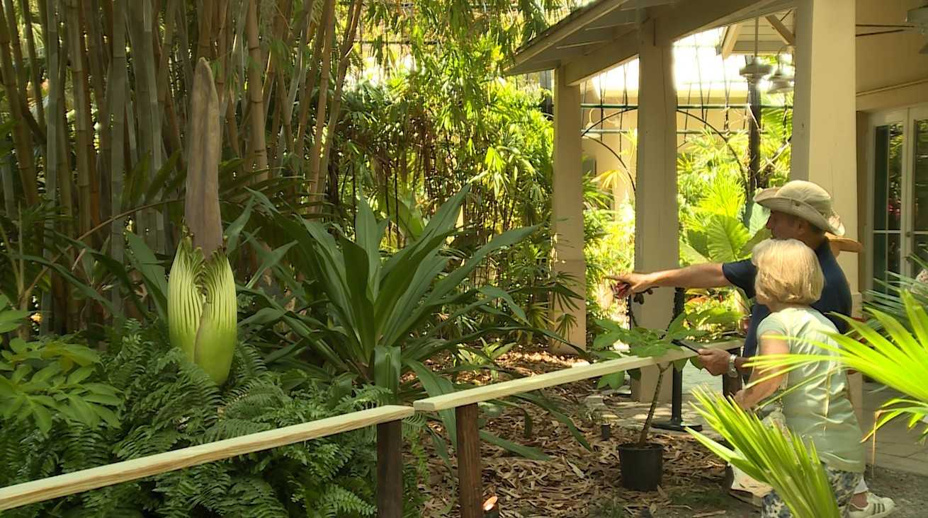 Rare corpse flower set to bloom in Vero Beach — WPBF West Palm Beach