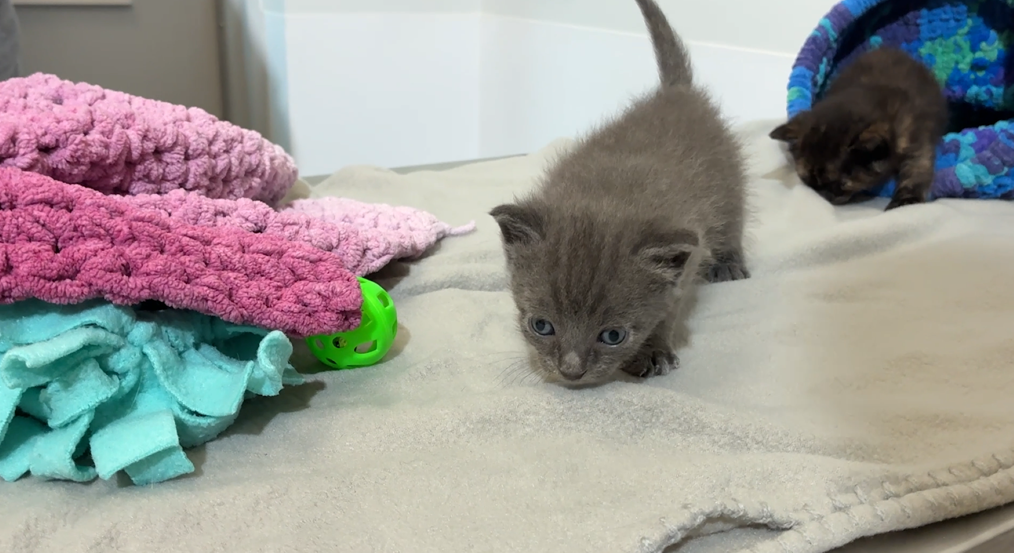 Surviving kittens recovering after being buried alive — WPBF West Palm Beach