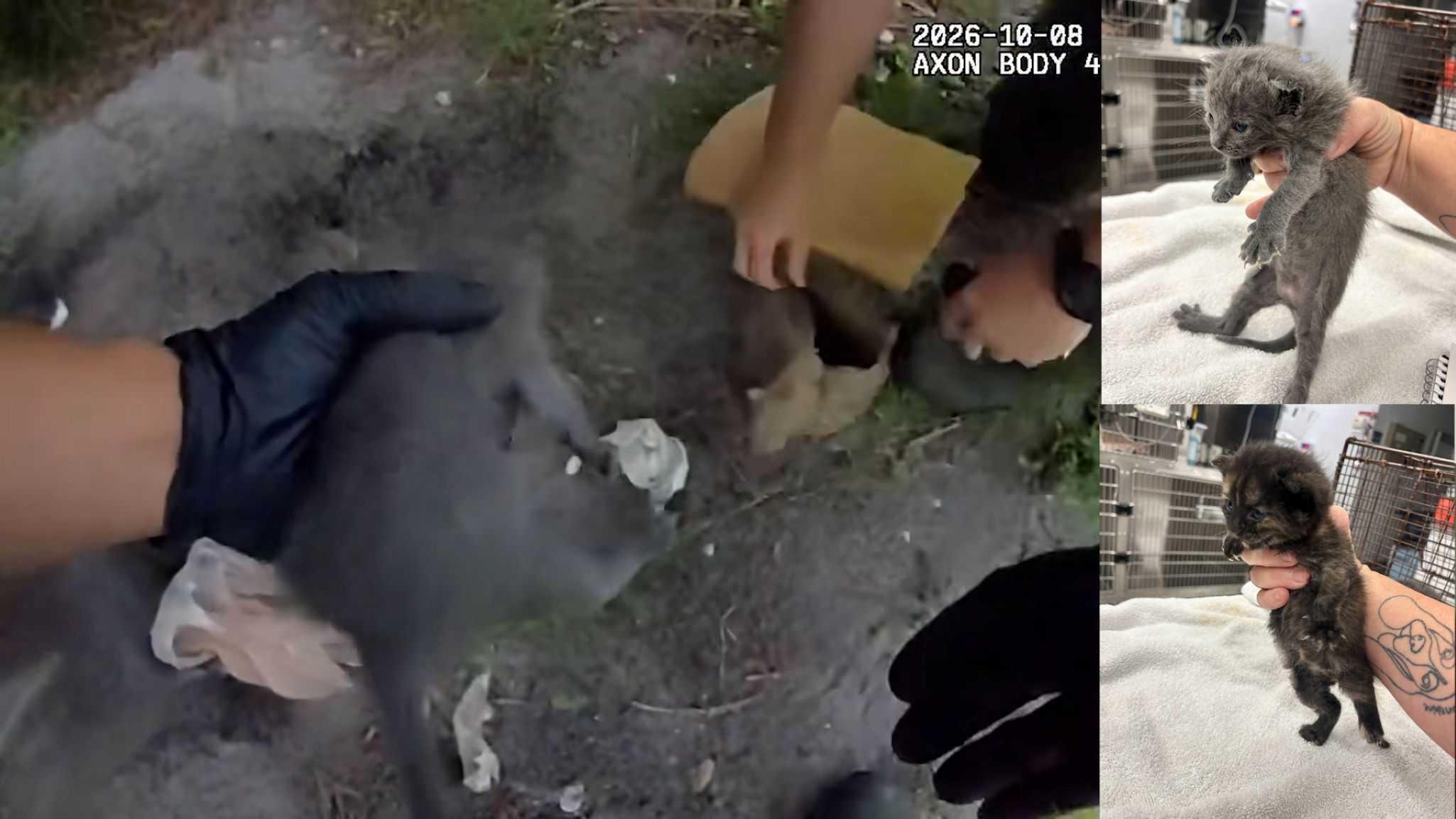 Chilling body cam shows Florida deputies digging up kittens buried alive — WPBF West Palm Beach, Boca Raton Community news