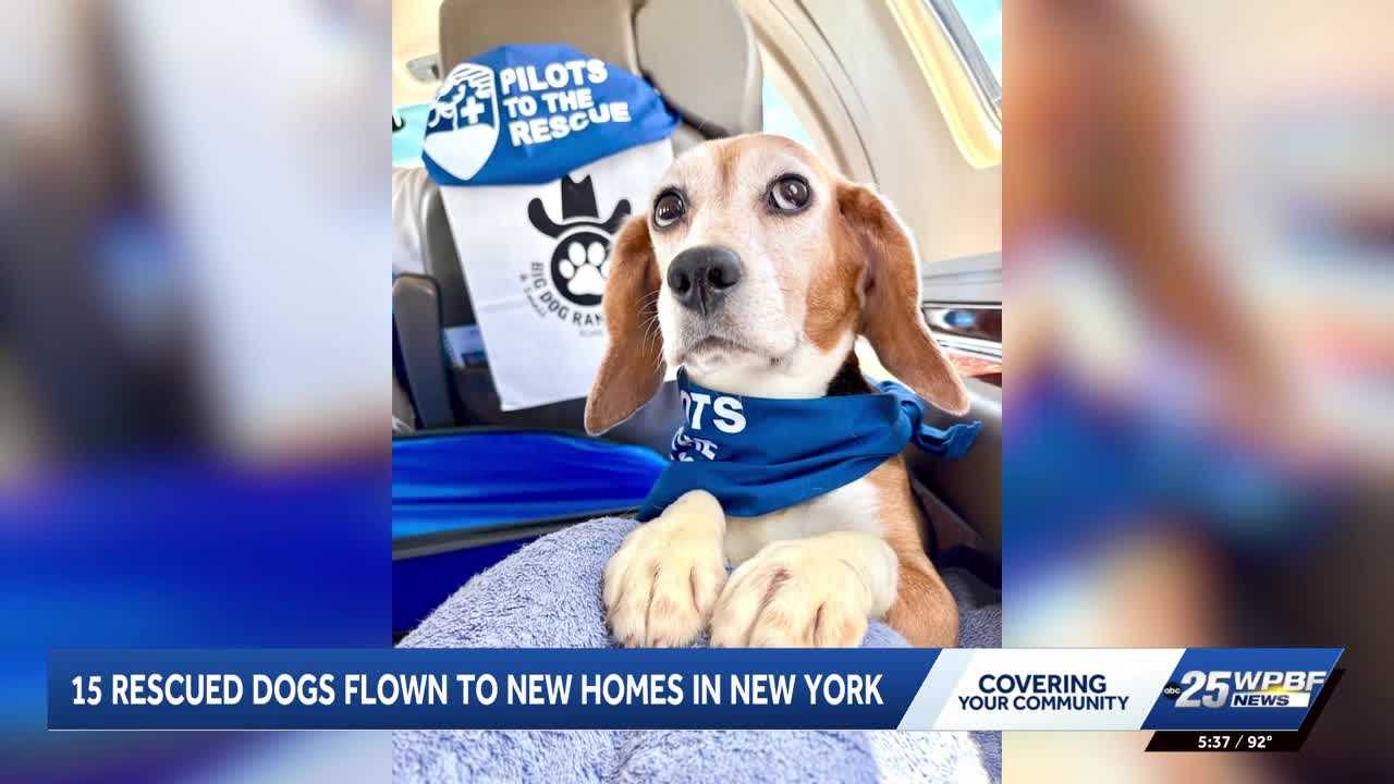 Beagles rescued from testing facility flown to new homes in New York — WPBF West Palm Beach, Boca Raton Community news