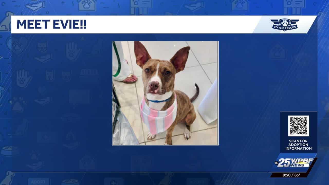WPBF To The Rescue: Animals ready to find forever homes — WPBF West Palm Beach, Boca Raton Schools news