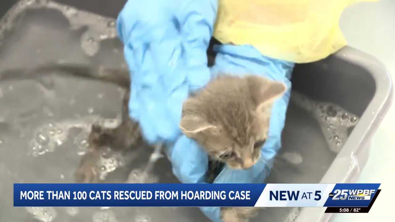 More than 100 cats rescued from hoarding situation in Port St. Lucie — WPBF West Palm Beach, Boca Raton Health news